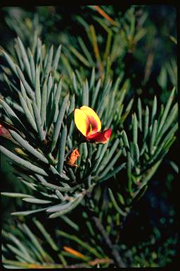 APII jpeg image of Daviesia grossa  © contact APII