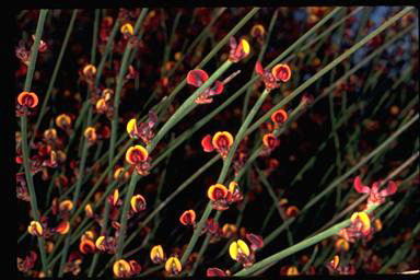 APII jpeg image of Daviesia hakeoides subsp. subnuda  © contact APII