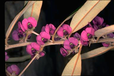 APII jpeg image of Hovea lanceolata  © contact APII