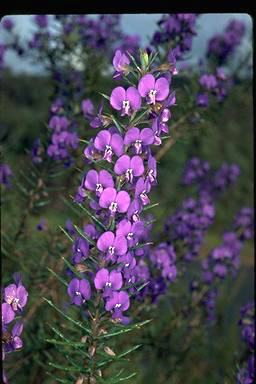 APII jpeg image of Hovea pungens  © contact APII