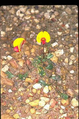 APII jpeg image of Isotropis cuneifolia subsp. cuneifolia  © contact APII
