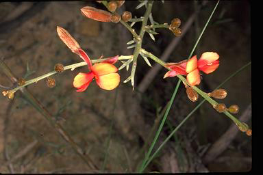 APII jpeg image of Jacksonia hakeoides  © contact APII