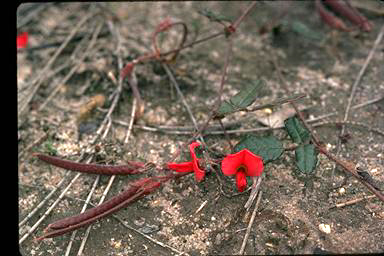 APII jpeg image of Kennedia sp. south coast (T.R.Lally 1576 & I.P.Lally)  © contact APII