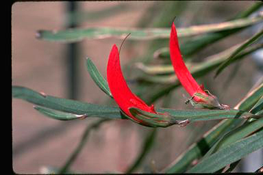 APII jpeg image of Leptosema aphyllum  © contact APII