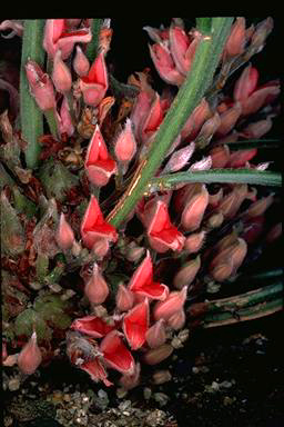 APII jpeg image of Leptosema chapmanii  © contact APII