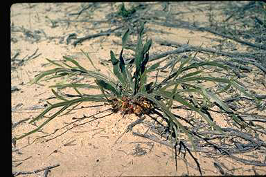 APII jpeg image of Leptosema tomentosum  © contact APII