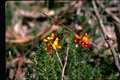 APII jpeg image of Phyllota humifusa  © contact APII