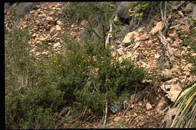 APII jpeg image of Pultenaea densifolia  © contact APII