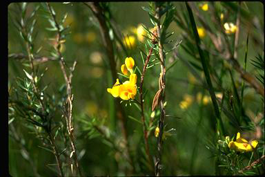 APII jpeg image of Pultenaea divaricata  © contact APII