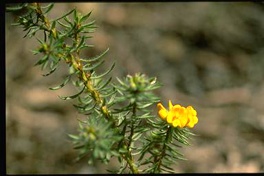 APII jpeg image of Pultenaea echinula  © contact APII