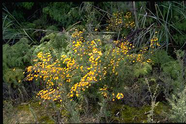 APII jpeg image of Pultenaea gunnii  © contact APII