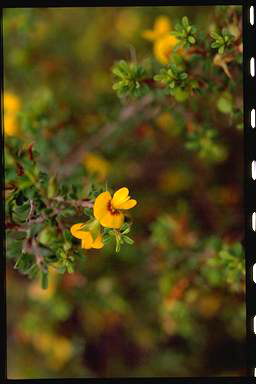 APII jpeg image of Pultenaea parviflora  © contact APII