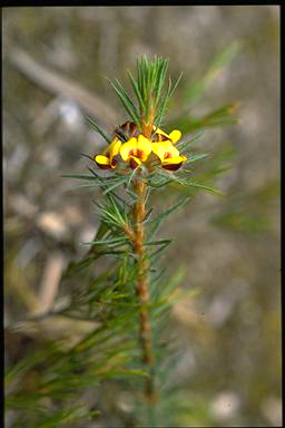 APII jpeg image of Pultenaea penna  © contact APII