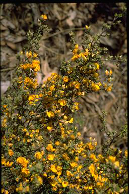 APII jpeg image of Pultenaea prostrata  © contact APII