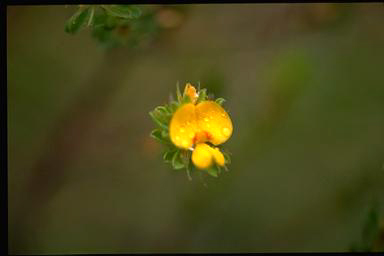 APII jpeg image of Pultenaea rostrata  © contact APII