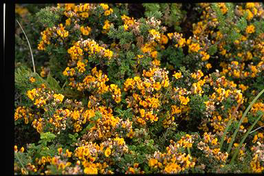 APII jpeg image of Pultenaea stricta  © contact APII