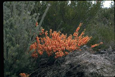 APII jpeg image of Sphaerolobium vimineum  © contact APII