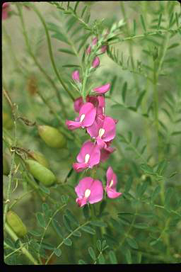 APII jpeg image of Swainsona galegifolia  © contact APII