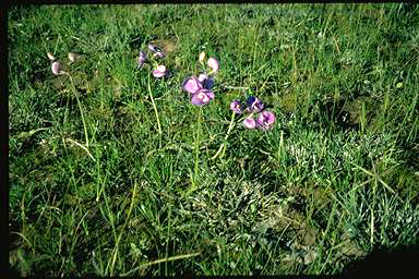 APII jpeg image of Swainsona procumbens  © contact APII