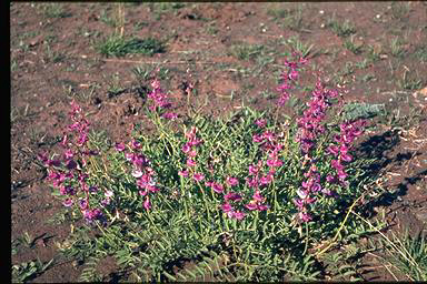 APII jpeg image of Swainsona swainsonioides  © contact APII