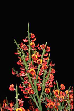 APII jpeg image of Daviesia oxyclada  © contact APII