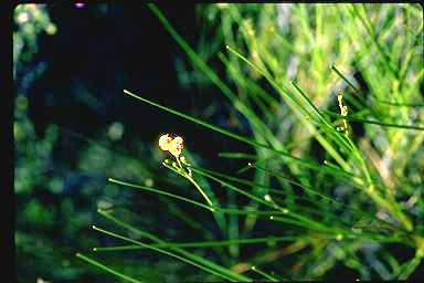 APII jpeg image of Daviesia pauciflora  © contact APII