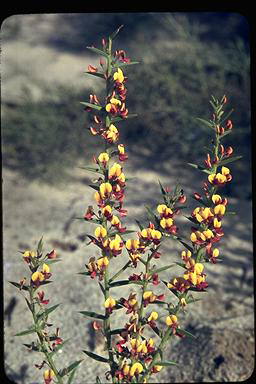 APII jpeg image of Daviesia preissii  © contact APII