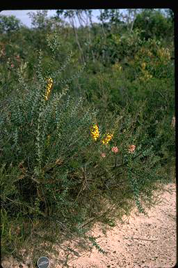 APII jpeg image of Daviesia striata  © contact APII