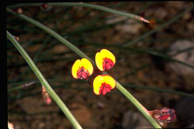 APII jpeg image of Daviesia triflora  © contact APII