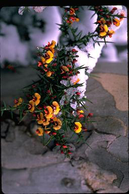 APII jpeg image of Daviesia ulicifolia  © contact APII