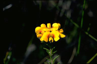 APII jpeg image of Dillwynia brunioides  © contact APII