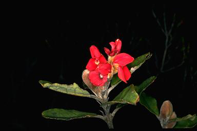 APII jpeg image of Gastrolobium luteifolium  © contact APII
