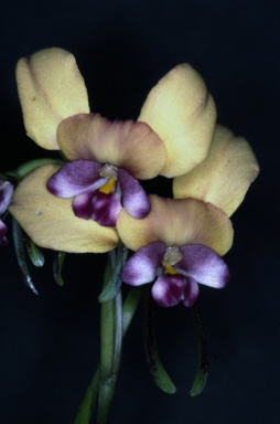 APII jpeg image of Dendrobium bowmanii  © contact APII