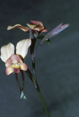 APII jpeg image of Diuris longifolia  © contact APII