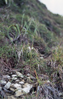 APII jpeg image of Diuris alba  © contact APII