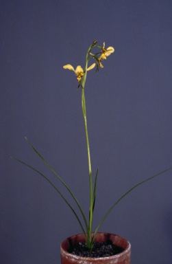 APII jpeg image of Diuris  © contact APII