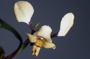 APII jpeg image of Diuris maculata  © contact APII