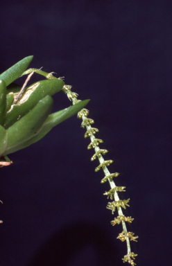 APII jpeg image of Oberonia carnosa  © contact APII