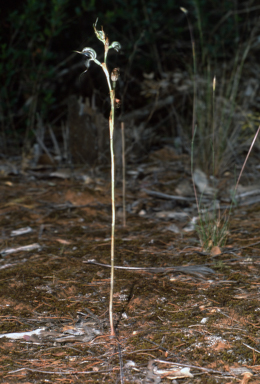 APII jpeg image of Pterostylis valida  © contact APII