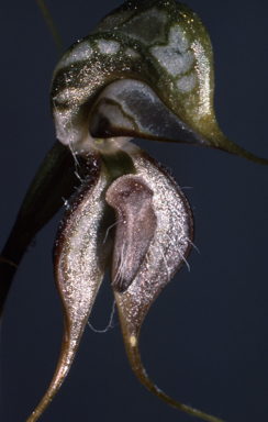 APII jpeg image of Pterostylis excelsa  © contact APII