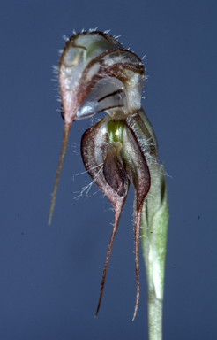 APII jpeg image of Pterostylis spathulata  © contact APII