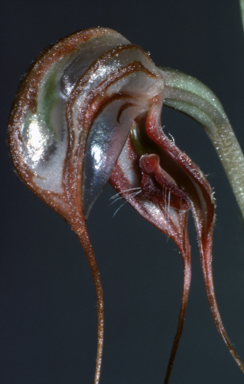 APII jpeg image of Pterostylis spathulata  © contact APII