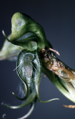 APII jpeg image of Pterostylis roensis  © contact APII