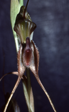 APII jpeg image of Pterostylis woollsii  © contact APII