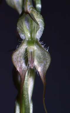 APII jpeg image of Pterostylis mitchellii  © contact APII