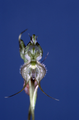 APII jpeg image of Pterostylis mitchellii  © contact APII