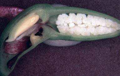 APII jpeg image of Orthoceras strictum  © contact APII