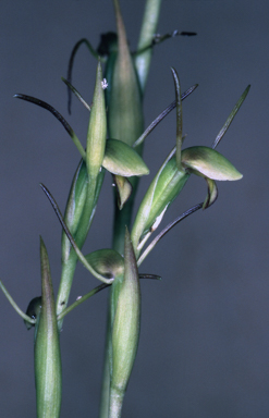 APII jpeg image of Orthoceras strictum  © contact APII