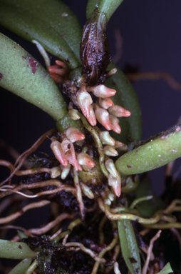 APII jpeg image of Bulbophyllum shepherdii  © contact APII