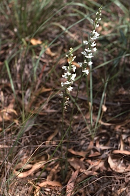 APII jpeg image of Habenaria ochroleuca  © contact APII